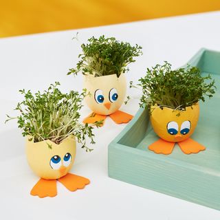 Chicks from eggshells