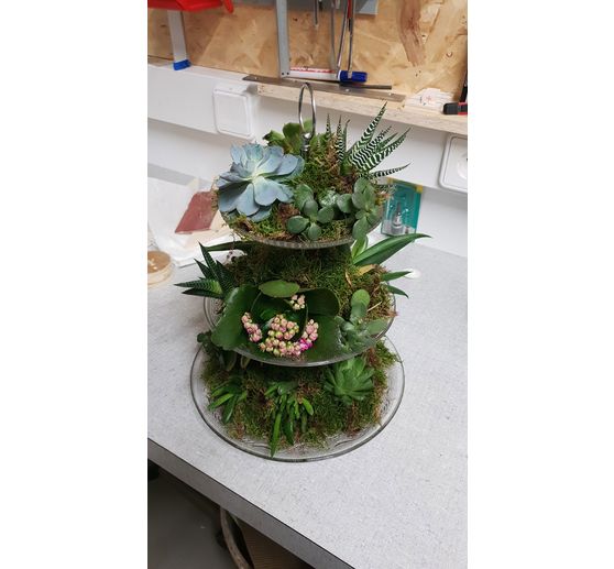 14_Tän112_Sukkulenten-Etagere
