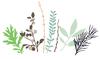 Sizzix Thinlits Stanzschablone "Hidden Leaves"