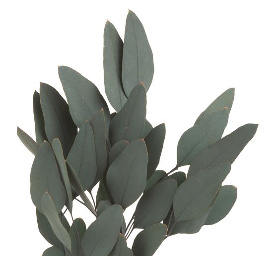 Eukalyptus