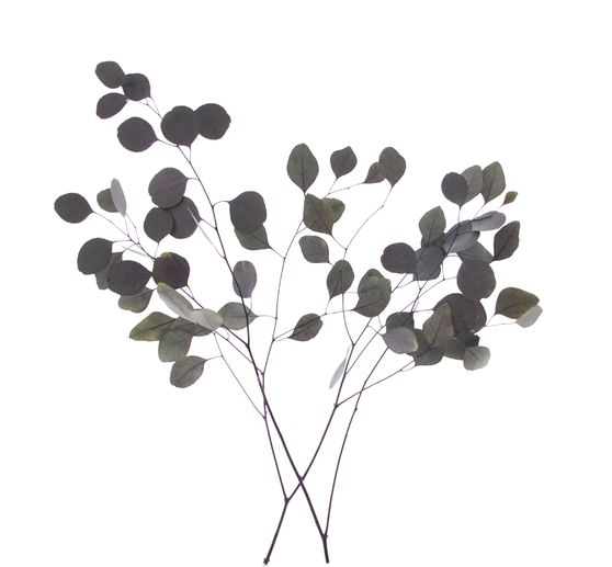 Eukalyptus
