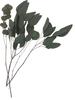 Eukalyptus