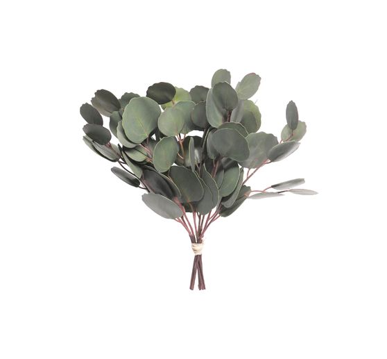 Eukalyptus Zweig "Eubia"