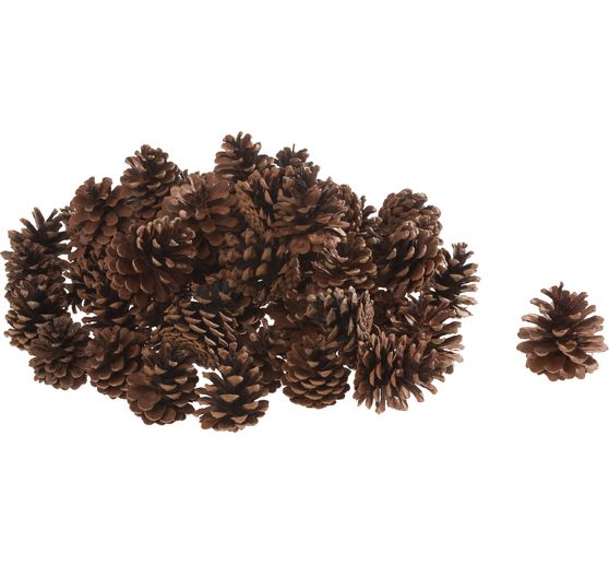 Pine cone, large