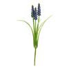 Pearl hyacinth with 3 flower stems