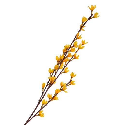 Forsythien Zweig "Fortesa"