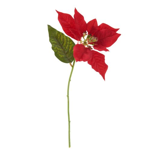 Weihnachtsstern Blüte