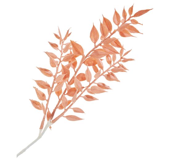 Ruscus-Pick