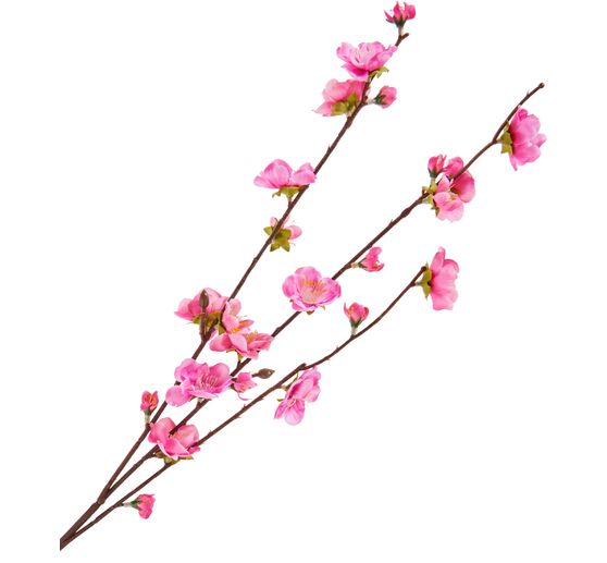 Kirschblüten Zweig