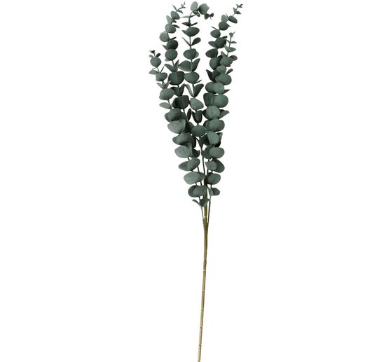 Eukalyptus Zweig "Evergreen"