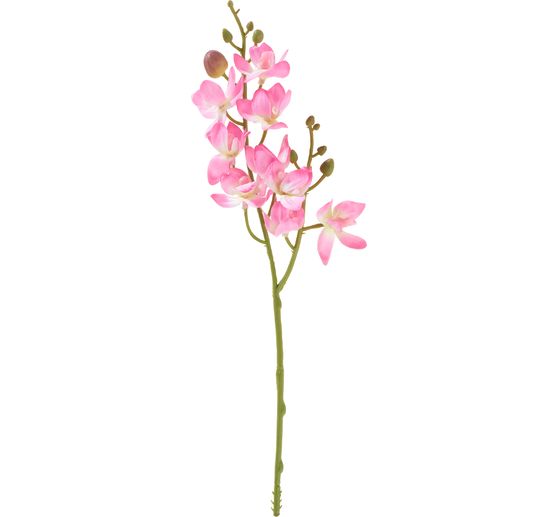 Mini orchid Phalaenopsis