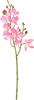 Mini orchid Phalaenopsis