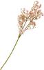Chicory branch "Evergreen"