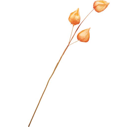 Physalis-Zweig