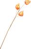 Physalis branch