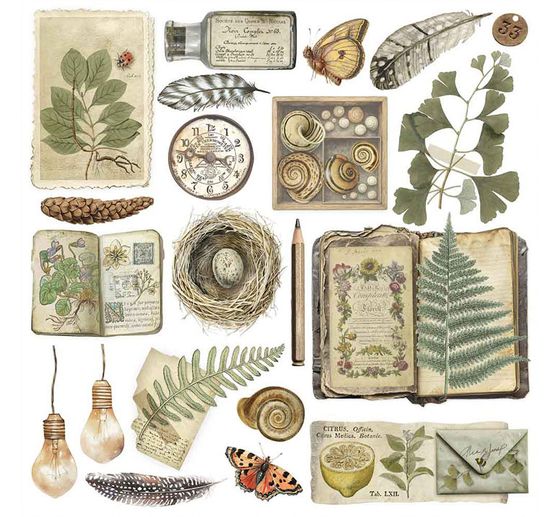 Rub On assortment "Herbarium Silvae"