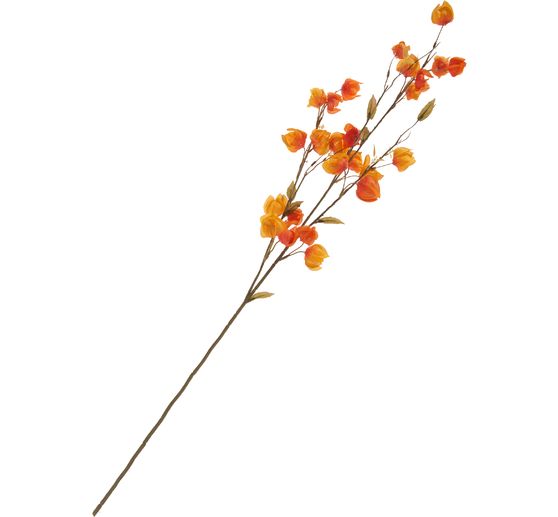Physalis twig "Elina"