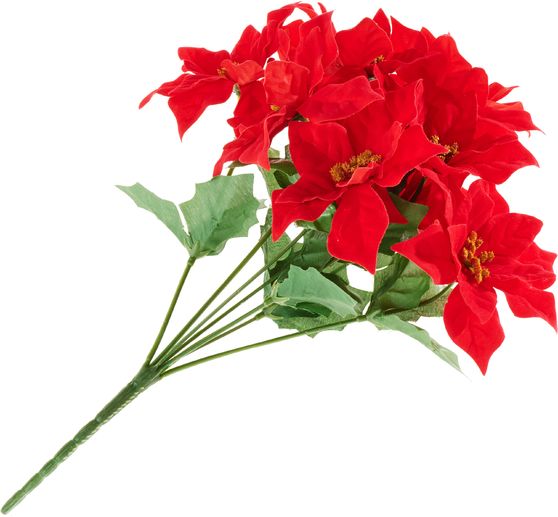 Poinsettia pick with 9 flowers