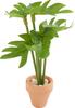 Miniature plant "Monstera"