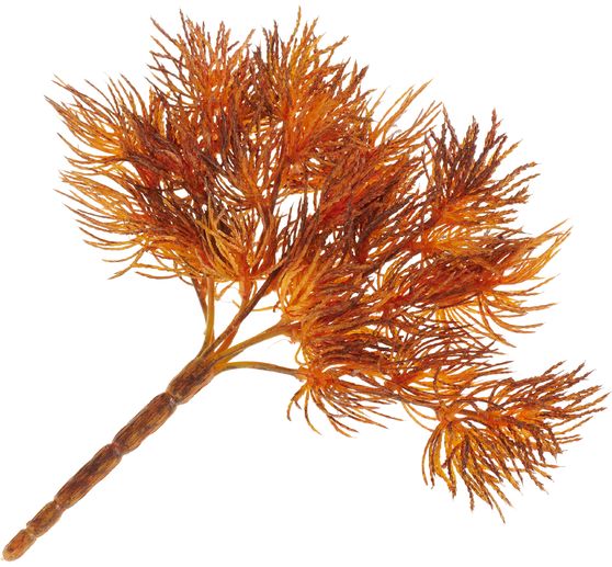 Lichen pick "Vera"