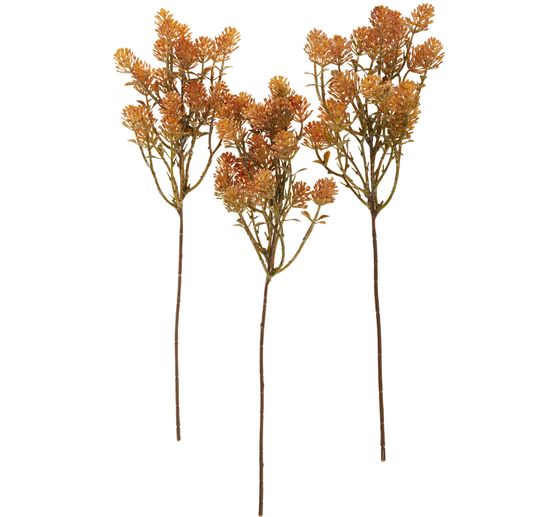 Succulent bundle