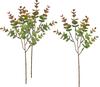 VBS Eukalyptus "Bendigo"