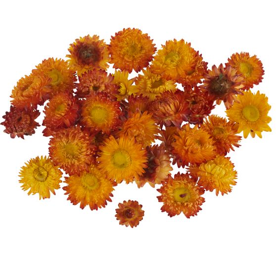 Strohblumenköpfe
