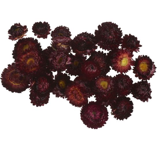 Strohblumenköpfe
