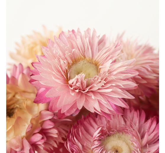 Strohblumenk&ouml;pfe