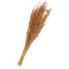 Dried flowers "Oat Grass", L approx. 75 cm Brown