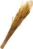 Trockenblumen "Phleum Pratensis"