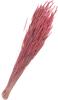Trockenblumen "Phleum Pratensis"