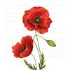 Serviette "Leuchtender Klatschmohn"
