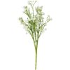 Acker-Witwenblume "Evergreen" Weiß