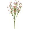Acker-Witwenblume "Evergreen" Rosa