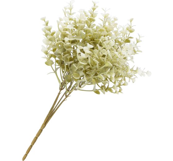 Boxwood branch "Evergreen"