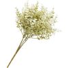 Boxwood branch "Evergreen" Crème