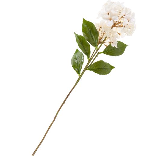 Hortensie mit zwei Bl&uuml;ten