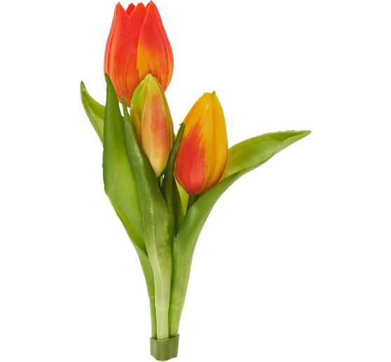 Tulpen-Bund "Sally"