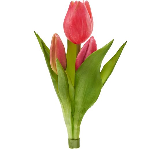 Tulpen-Bund "Sally"