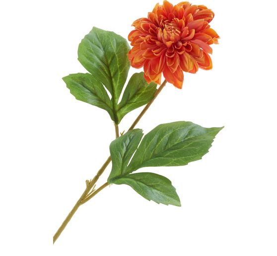 Dahlie "George Spray"