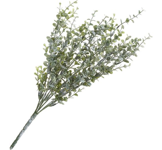 Eucalyptus bush
