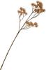 Flower cluster branch "Liliana"