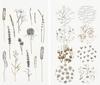 Washi Sticker "In the Meadow"