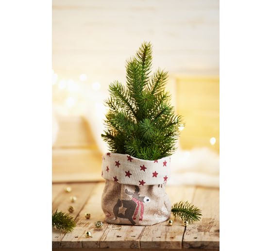 Edeltannenbaum "Rory" im Topf
